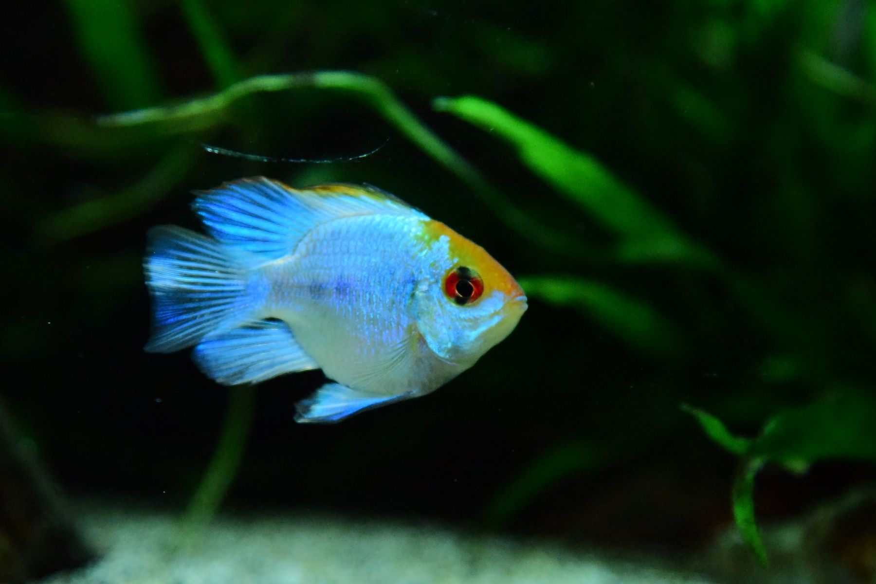 An electric blue ram cichlid among green plants