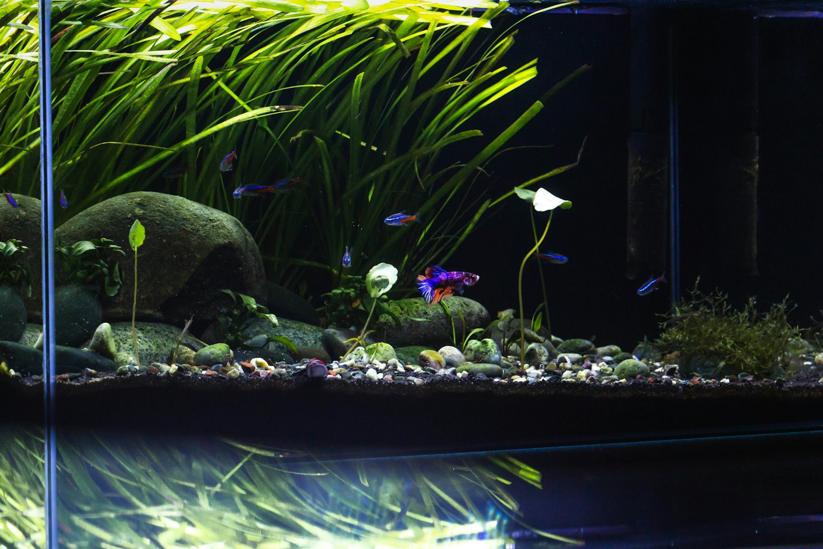 A betta and neon tetras among rounded stones and long grass