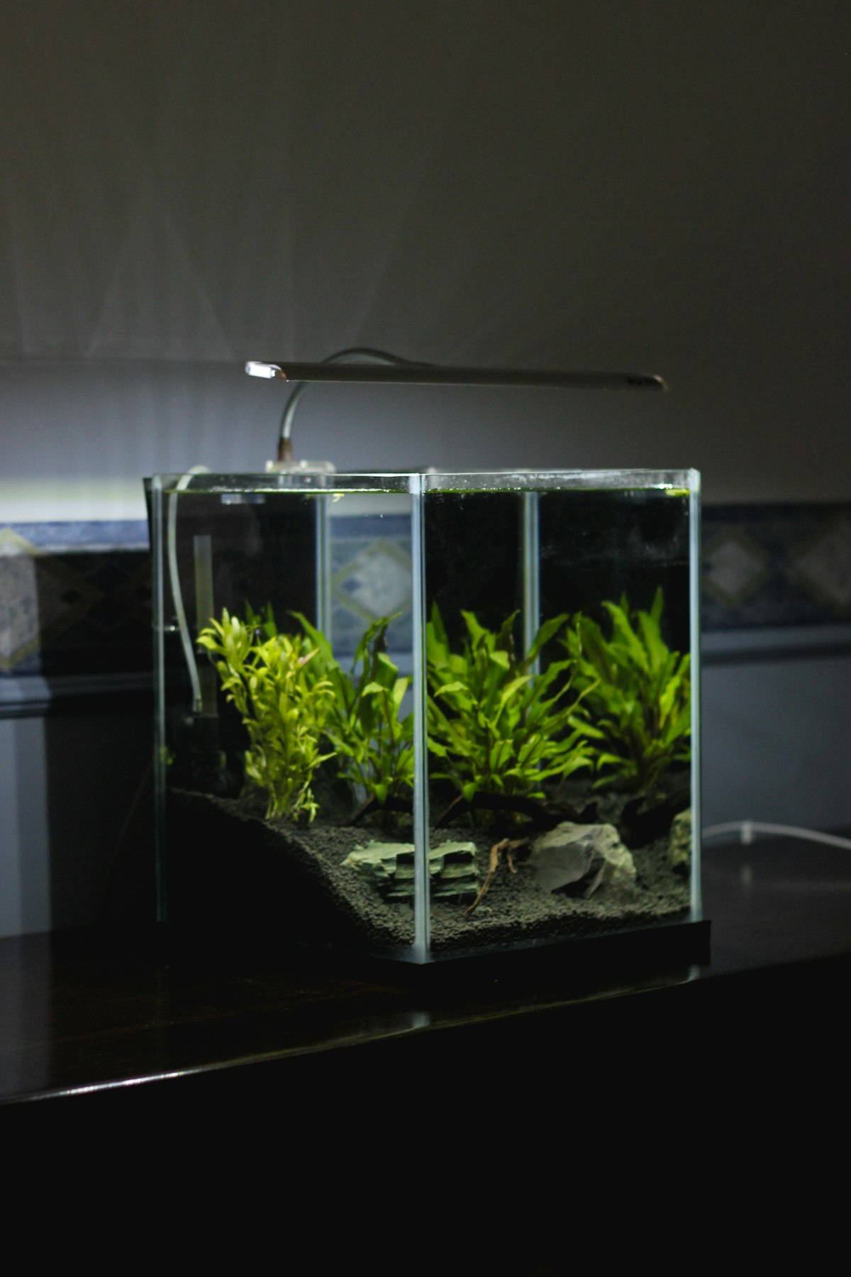 A small planted cube tank under a slim light on a kitchen counter