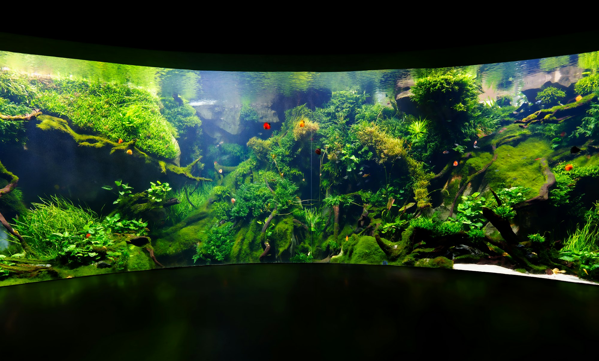 Moss-covered wood and dense stem plants in a large planted aquarium