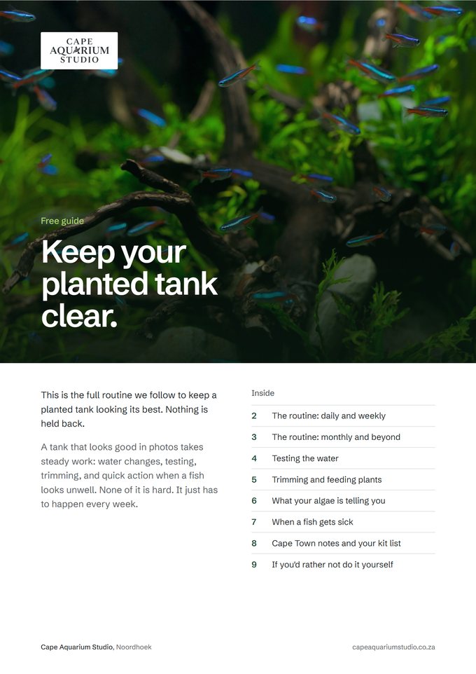 Cover of the free guide, Keep your planted tank clear