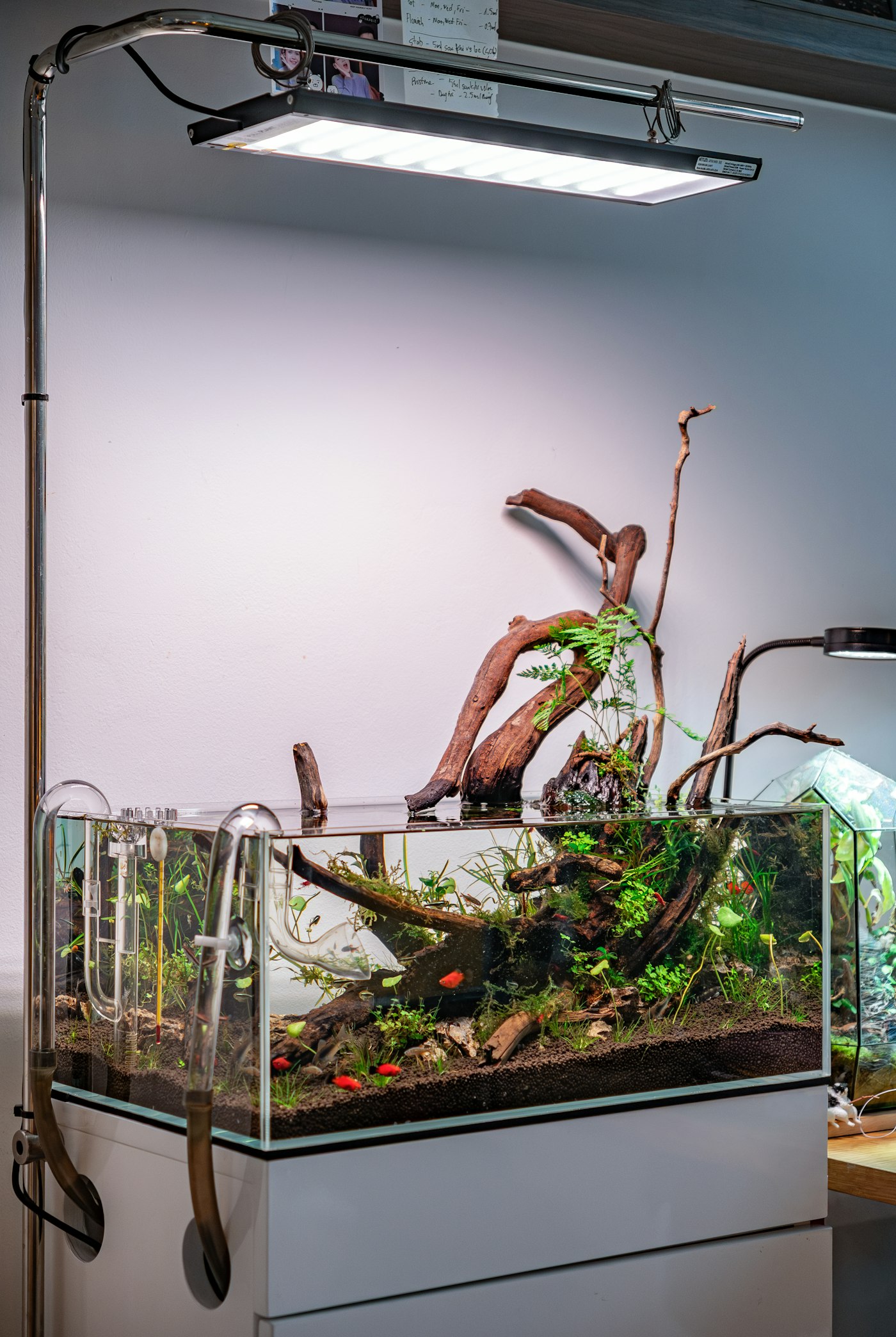 A planted aquarium with driftwood on a white cabinet in a bright room
