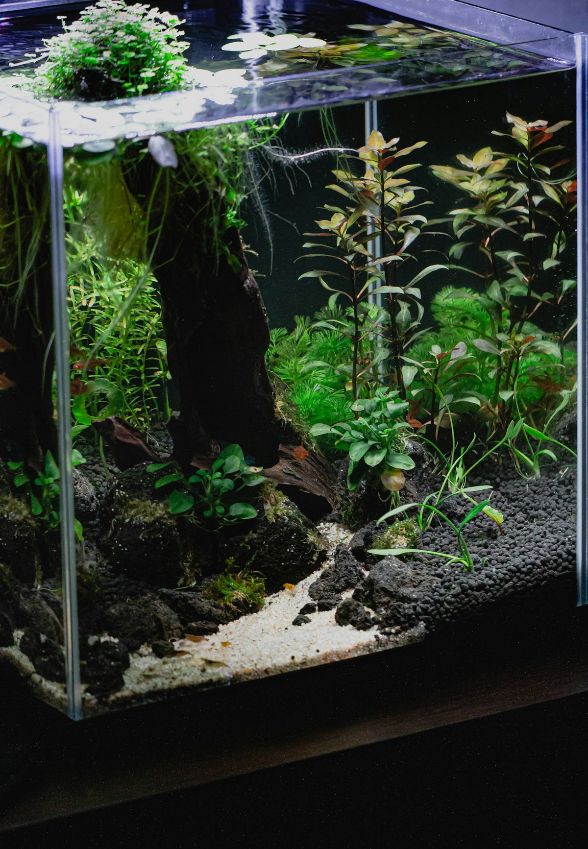 A freshly planted aquarium with dark stone, pale sand and red-leaved stem plants