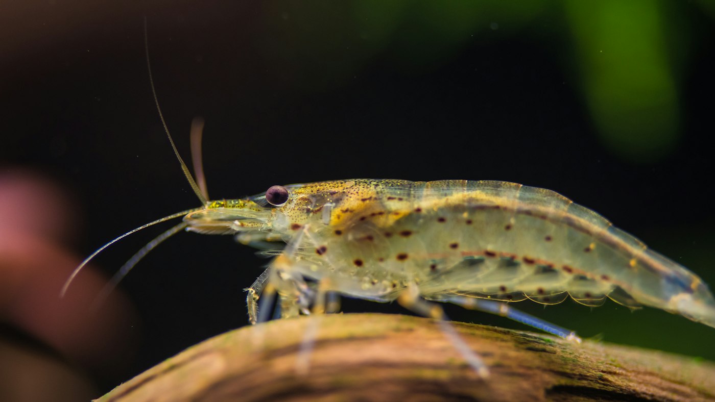 A close-up of an Amano shrimp on driftwood
